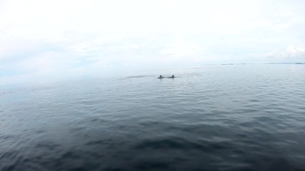 Spinner dolphins in the tropical pacific ocean joining a boat play and ride the bow wave