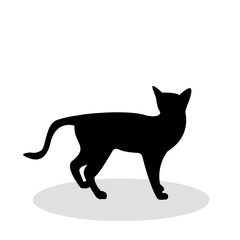 shadow of black cat isolated on white background