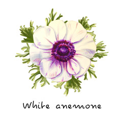 One beautiful white anemone. Bouquet of flowers. Floral print. Marker drawing. Watercolor painting. Wedding and birthday composition. Greeting card. Flower painted background Hand drawn illustration
