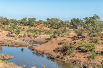 African elephants and cape buffaloes at a river