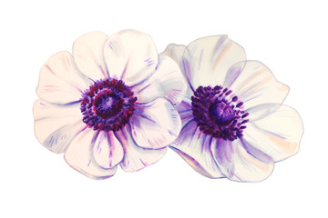 Two beautiful white anemonies. Bouquet of flowers. Floral print. Marker drawing. Watercolor painting. Wedding and birthday composition. Greeting card. Flower painted background Hand drawn illustration