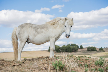 Portrait of a white pony horse with beautiful mane in nature. Horizontal. No people. Blue sky with clouds