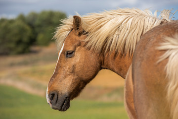 Portrait of a Shetland pony horse with beautiful mane in nature, looking to the side. No people. Horizontal. Copyspace.