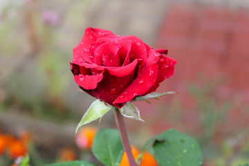 Red rose blossoming in the garden. Blooming flower with raindrops on petals and leaves. Rose close up background or wallpaper