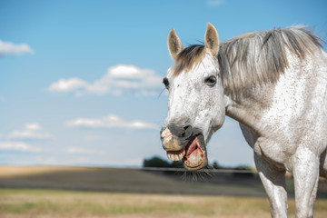Funny portrait of smiling grey horse in a farm, looking at camera. Horizontal. Copyspace. No people.