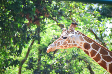 Big giraffe face green background