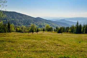 Beautiful mountain spring landscape. Green trees on the glade in the Polish mountains.