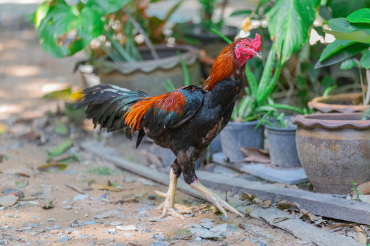 Thai fighting cock in Thailand, southeast Asia, Fighting cock Thai Traditional Sports, Gamecube beautiful male rooster
