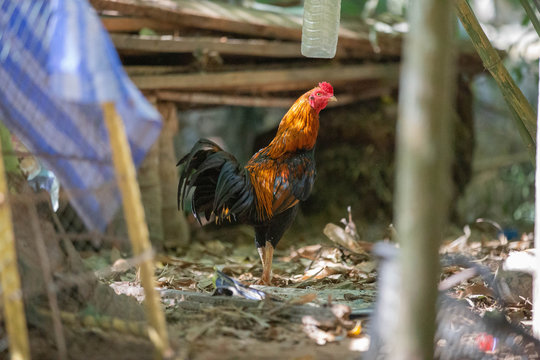 Thai fighting cock in Thailand, southeast Asia, Fighting cock Thai Traditional Sports, Gamecube beautiful male rooster