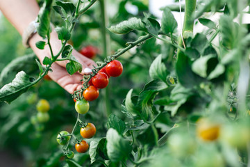 Woman hand picking ripe red cherry tomatoes in green house farm