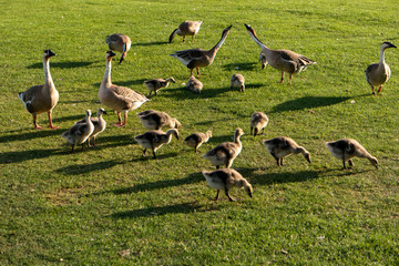 Swan geese Anser cygnoides in Heidelberg near the Neckar meadow in Germany