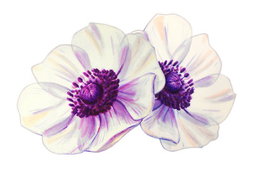 Two beautiful white anemonies. Bouquet of flowers. Floral print. Marker drawing. Watercolor painting. Wedding and birthday composition. Greeting card. Flower painted background Hand drawn illustration