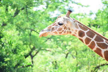 Big giraffe face green background