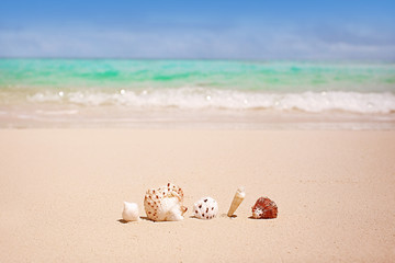 Fototapeta na wymiar Sea shells on the beach in sand, summer vacation, luxury holidays in Maldives, travel destination, tropical island