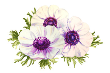 Three beautiful white anemonies. Bouquet. Floral print. Marker drawing. Watercolor painting. Wedding and birthday composition. Greeting card. Flower painted background Hand drawn illustration.