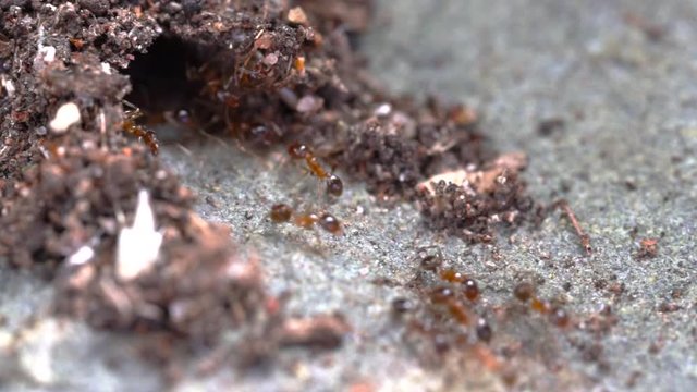 Slow motion footage of invasive coastal brown ants, also known as the Big-headed ants, Pheidole megacephala, at their nest entrance