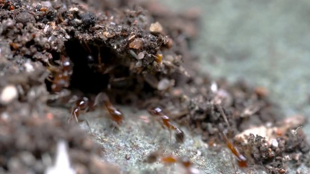 Invasive coastal brown ants, also known as the Big-headed ants, Pheidole megacephala, at their nest entrance