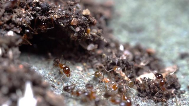 Slow motion footage of invasive coastal brown ants, also known as the Big-headed ants, Pheidole megacephala, at their nest entrance
