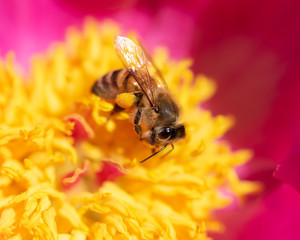 Closeup of Honey Bee gathering pollen in red and yellow peony