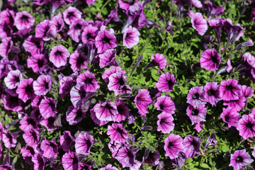 Garden petunia hybrid (Petunia × atkinsiana) in garden, blooming in spring