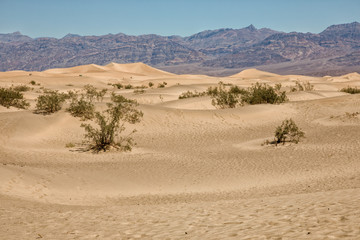 Plakat Mesquite Flat Sand Dunes, Death Valley National Park, USA