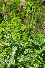 The purple flower is a medicinal plant Silybum marianum with leaves, natural background