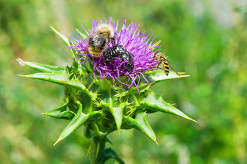 The purple flower is a medicinal plant Silybum marianum with leaves, natural background