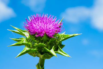 The purple flower is a medicinal plant Silybum marianum with leaves, natural background