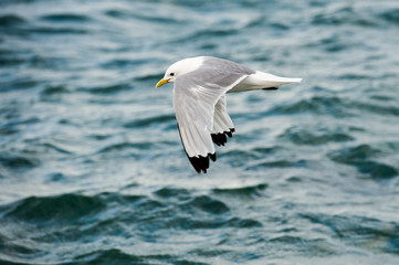 Dreizehenmöve im Flug, Helgoland, wo wieder 7000 bis 7500 Paare ansässig sind.Diese Vögel können ganztägig auf dem Meer schlafen