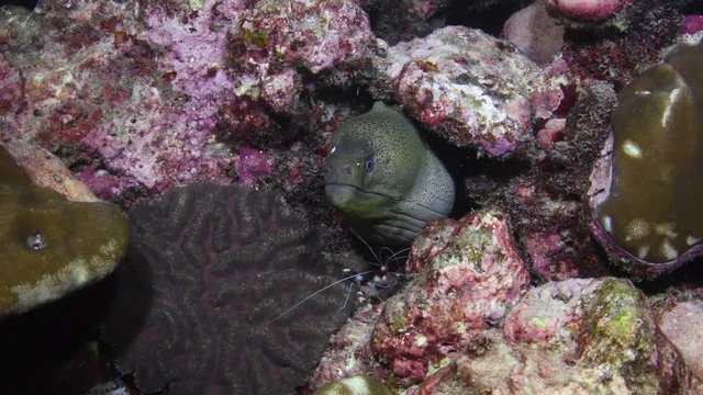 Giant Moray Eel, Gymnothorax javanicus, being cleaned by a Banded coral shrimp, Stenopus hispidus