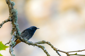A male Eastern Black Redstart or Phoenicurus ochruros rufiventris perched on branch