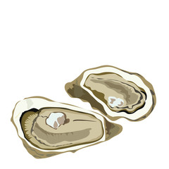 fresh oysters on a white background illustration vector eps 10