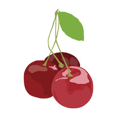 Cherry isolated on the white background,vector illustration eps10