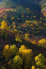 PYRENEAN OAK - ROBLE REBOLLO (Quercus pyrenaica), Ambroz valley, Cáceres, Extremadura, Spain,...