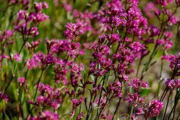 Close-up of the medicinal plant silene yunnanensis called champion with small beautiful purple flowers