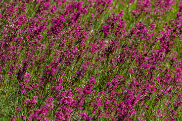 Fototapeta premium Close-up of the medicinal plant silene yunnanensis called champion with small beautiful purple flowers
