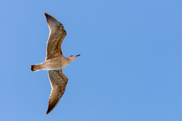 Seagull in flight in nature