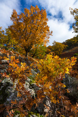 PYRENEAN OAK - ROBLE REBOLLO (Quercus pyrenaica), Ambroz valley, Cáceres, Extremadura, Spain,...