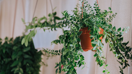 Aeschynanthus also known as Lipstick Plant. Aeschynanthus is a genus of about 150 species of...