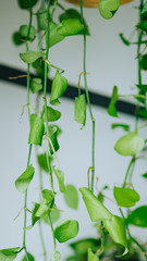 Set of hanging heart-shaped leaves vine, devil's ivy, golden pothos, hanging from the top. A popular house plants and latest trend in home interior.