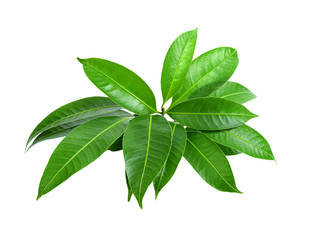 Green leaves on white background