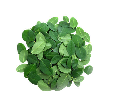 Moringa leaves have medicinal properties. top view