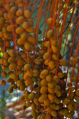 Dates on a palm tree. Branch with dates