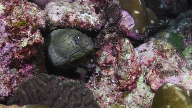 Giant Moray Eel, Gymnothorax javanicus, being cleaned by a Banded coral shrimp, Stenopus hispidus