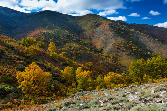 PYRENEAN OAK - ROBLE REBOLLO (Quercus pyrenaica), Ambroz valley, C&aacute;ceres, Extremadura, Spain, Europe