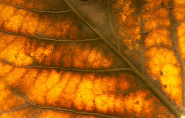 Close up of dry poplar leaves for a background.Dry leaf background. Yellow leaves pattern.Autumn...
