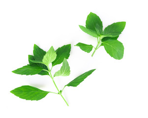 Closeup fresh mint isolated on white background, herb and medical concept, selective focus