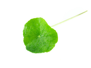 Closeup leaf of Gotu kola, Asiatic pennywort, Indian pennywort on white background, herb and medical concept, selective focus