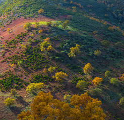 PYRENEAN OAK - ROBLE REBOLLO (Quercus pyrenaica), Ambroz valley, Cáceres, Extremadura, Spain,...