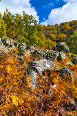PYRENEAN OAK - ROBLE REBOLLO (Quercus pyrenaica), Ambroz valley, Cáceres, Extremadura, Spain,...